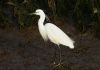Little Egret at Two Tree Island (Steve Arlow) (65113 bytes)
